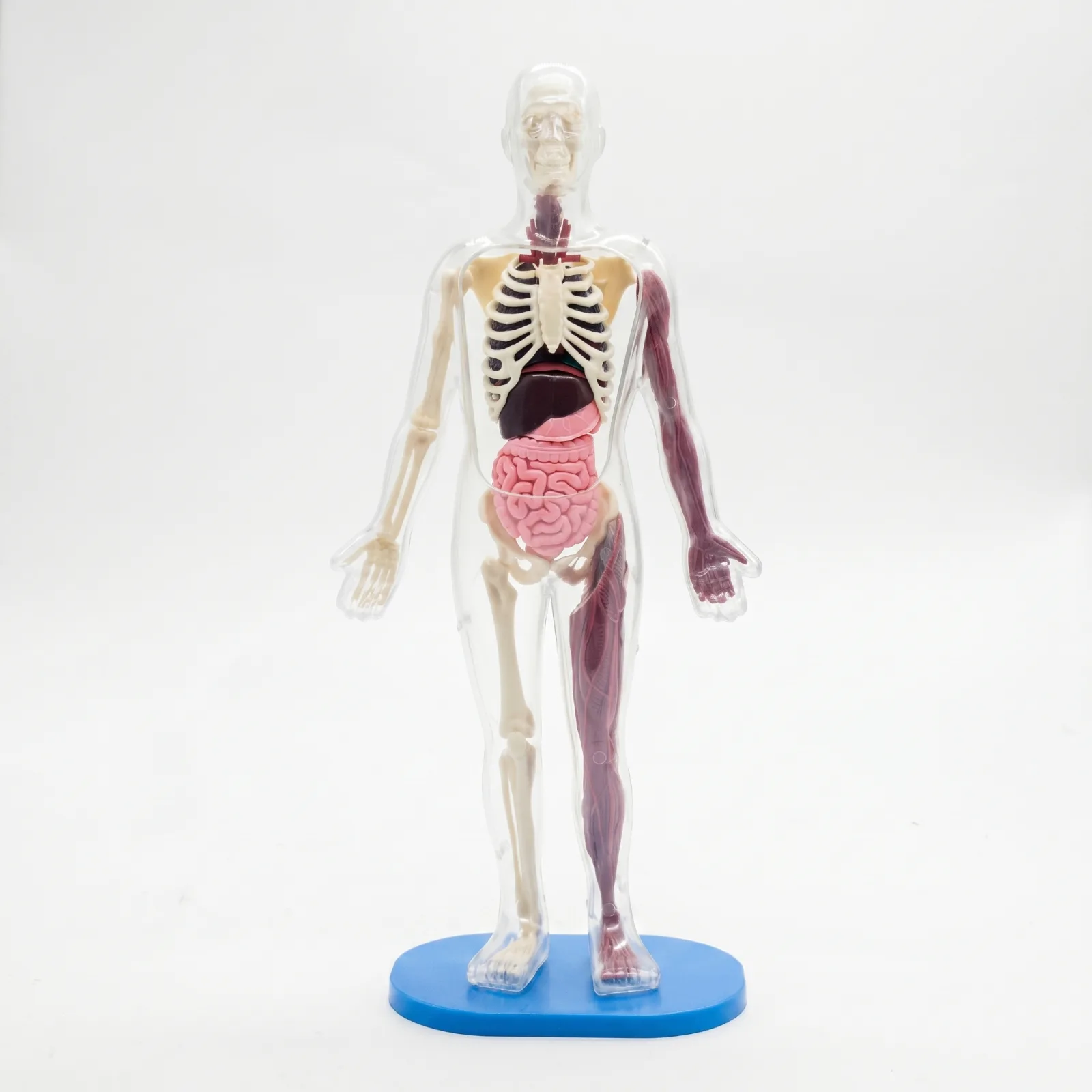 Anatomical Human Body Model