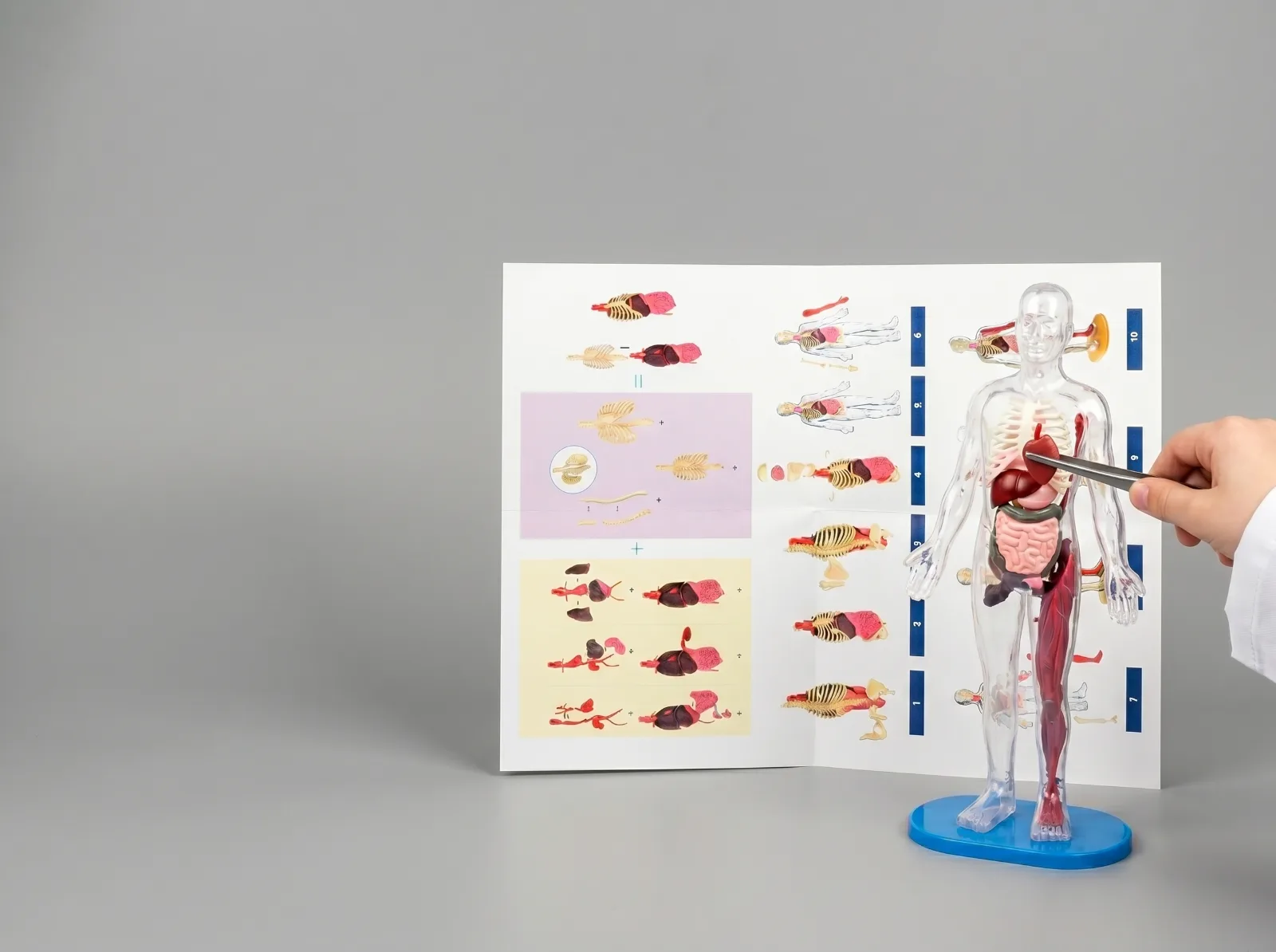 Anatomical Human Body Model 1