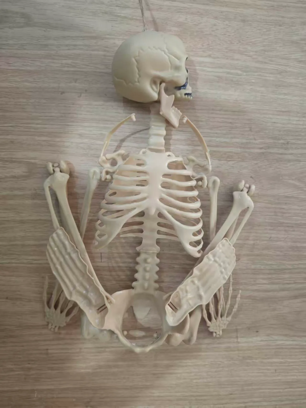 90cm Realistic Plastic Human Skeleton Model — Articulated Joints 2