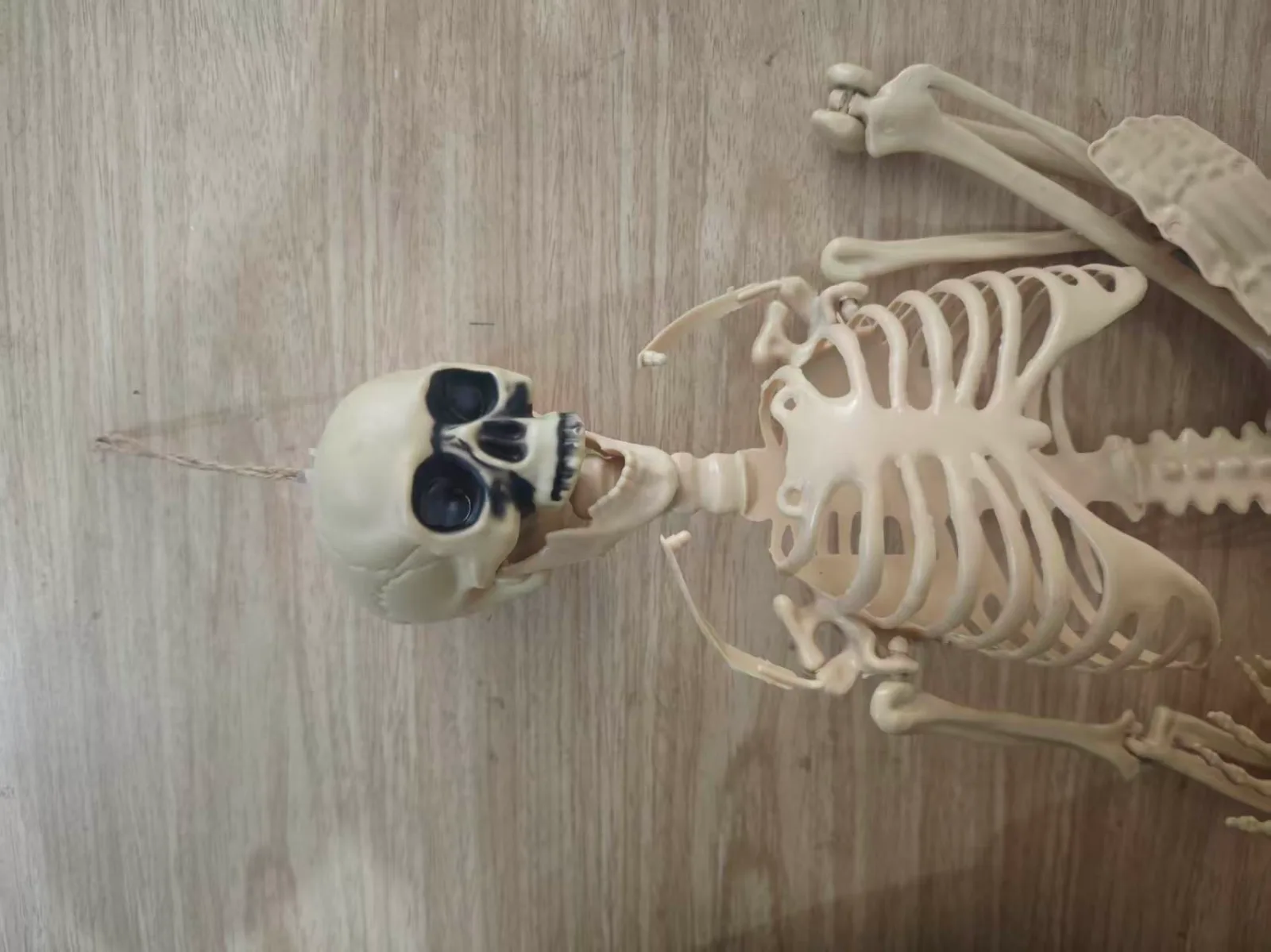 90cm Realistic Plastic Human Skeleton Model — Articulated Joints 3